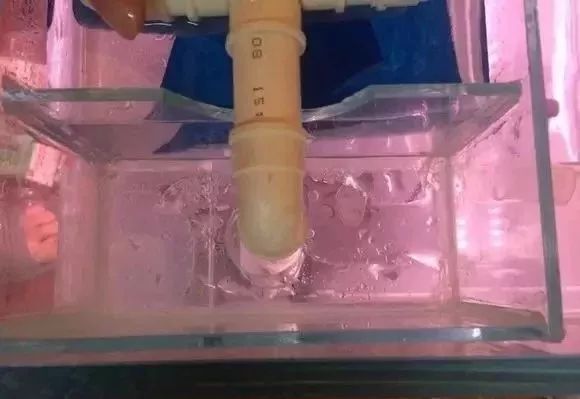 罗汉鱼开缸全过程,罗汉缸需要多少钱