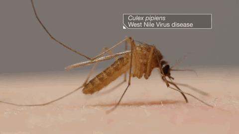 为什么有一些蚊子会飞还会叮人,为什么会有蚊子这种生物有趣回答