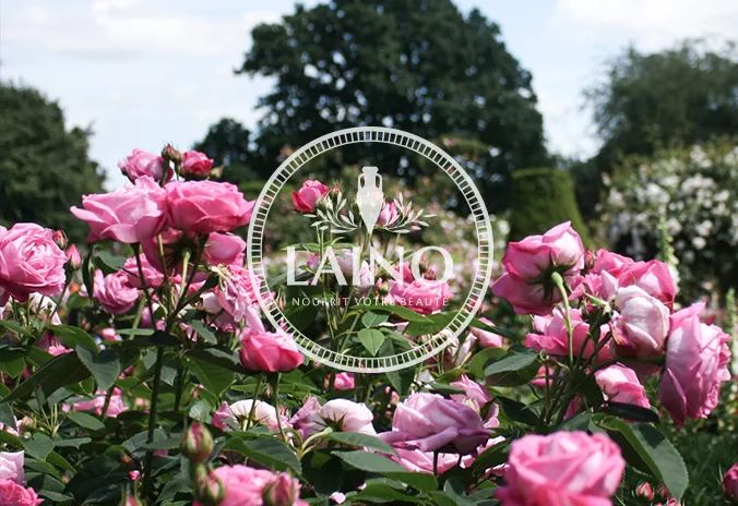 法国花水怎么样,法国花水