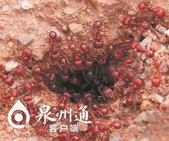 当心有毒虫,夏季当心这6种小虫被咬可能丧命