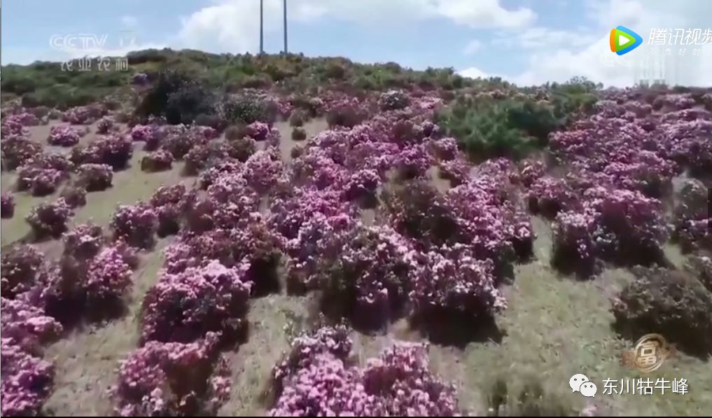 东川茶花仙子,茶花仙子诗全文