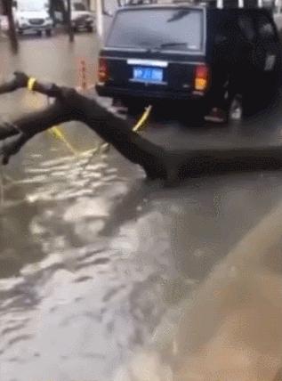 山东解除梅花台风预警方案,山东台风最新预警信号