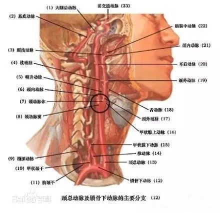 让人瞠目结舌的另类吸毒方式：塞肛门、抹神油、贴膏药……