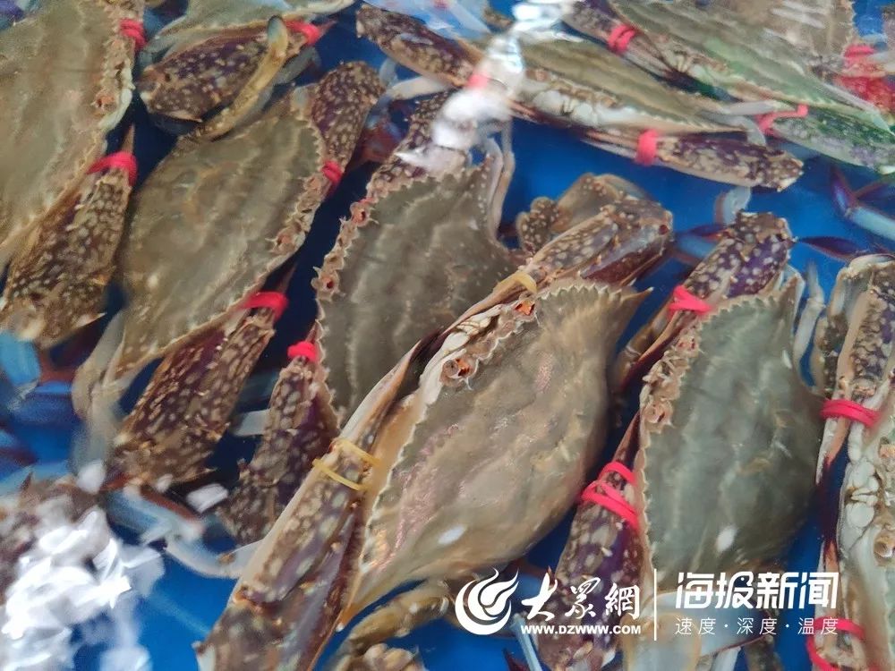 海鲜市场螃蟹多少钱一斤,今日螃蟹批发价目表