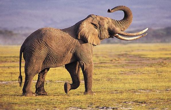 跟哪吒有关的动物,真正有哪吒吗