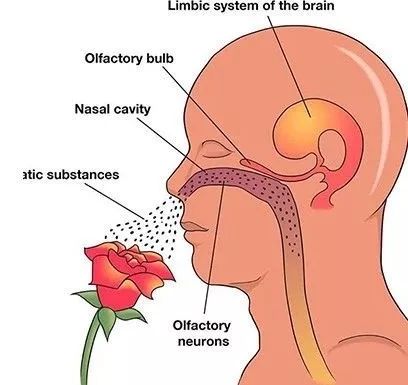 网红小花完整视频,网红小花的视频