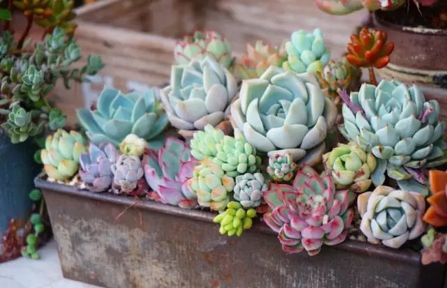 当破铜烂铁碰上多肉，这美度居然还能翻倍