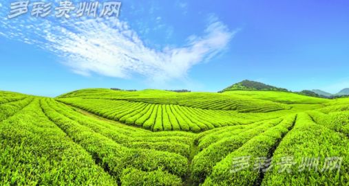 多彩妹,贵州天下第一汤