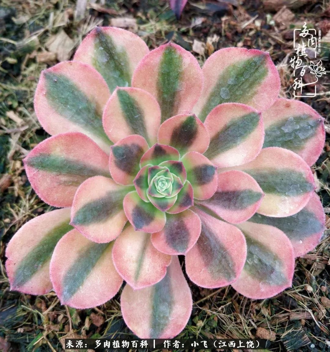 多肉法师品种科普之常见法师锦,法师多肉新品种锦光辉