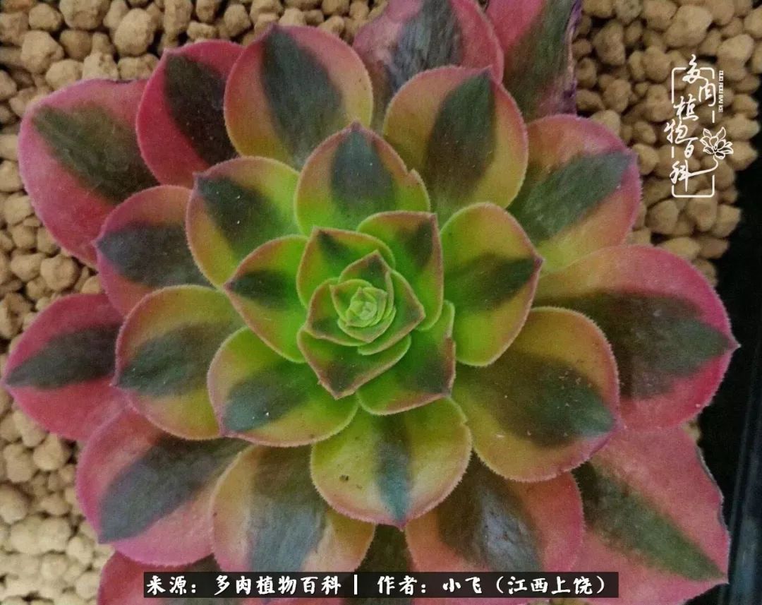 多肉法师品种科普之常见法师锦,法师多肉新品种锦光辉