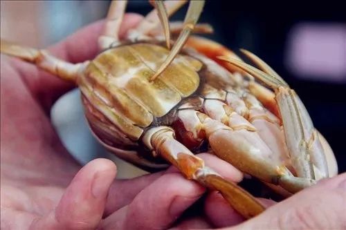 六月黄是发育不良，黄油蟹是病入膏肓