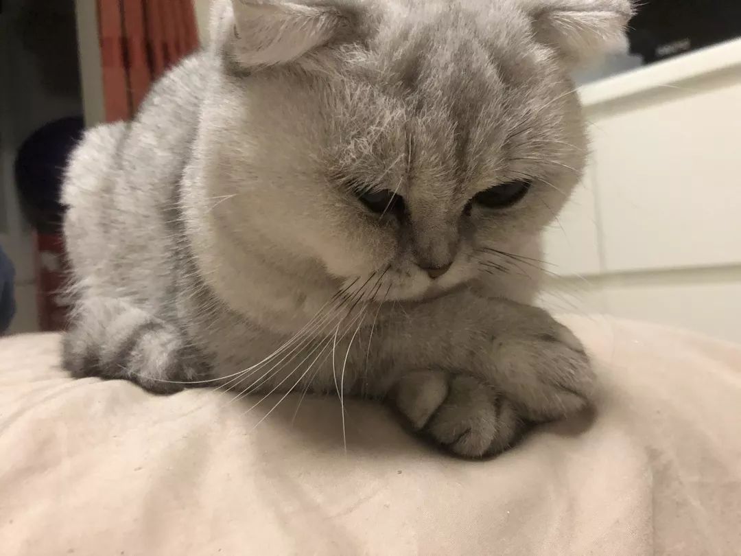 猫知道想主人吗,猫知道下雨下雪