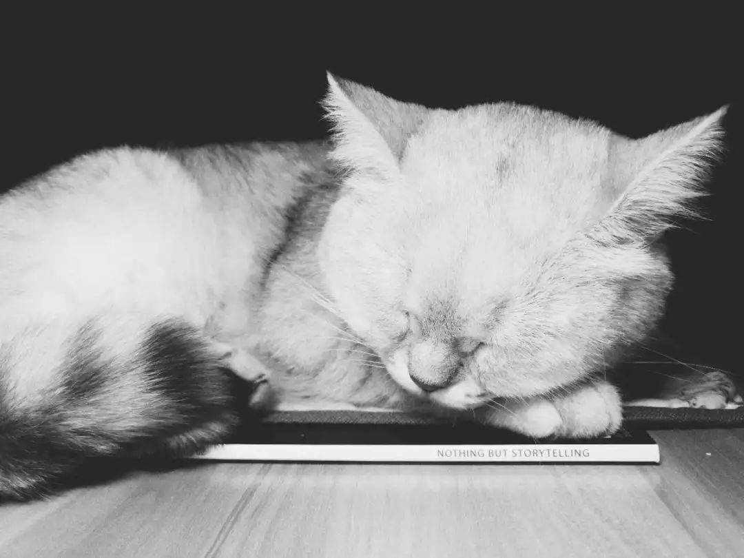 猫知道想主人吗,猫知道下雨下雪