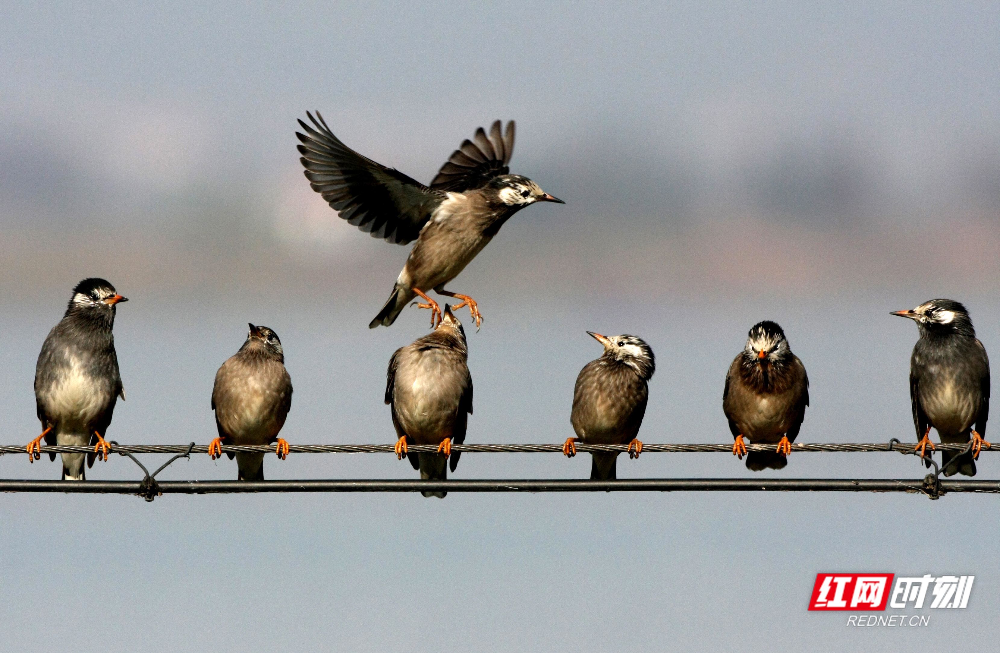 益周美景｜益阳的天然“氧吧”在哪里？沅江南洞庭湖湿地告诉你答案