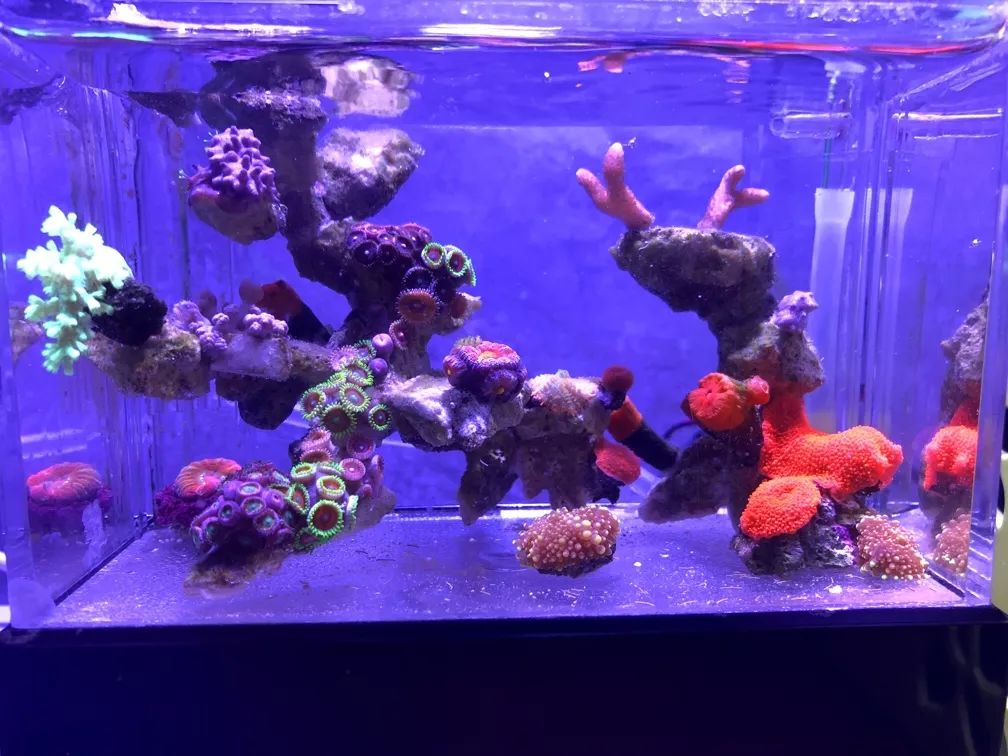 微缸为什么不能超过40公分高,微缸水体容量加大