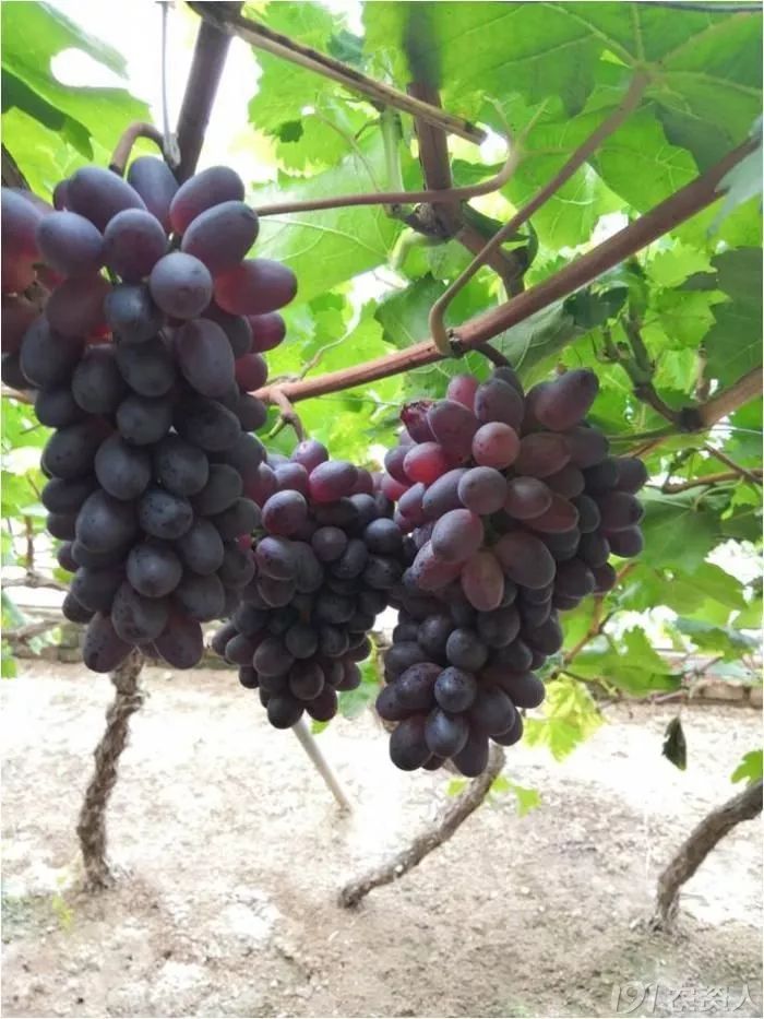 2022年有哪些新葡萄品种,2019葡萄新品种介绍