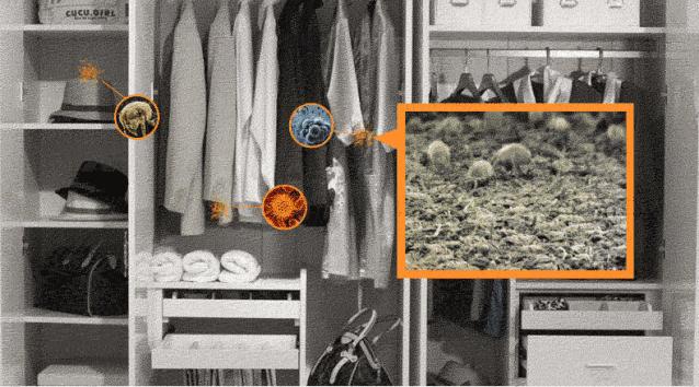 跟祖玛珑一个味道的洗衣液,祖马龙洗衣液是什么味的