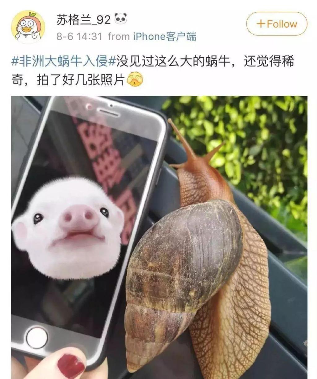 雨后出现的大蜗牛有多危险,下暴雨时蜗牛会怎样生活