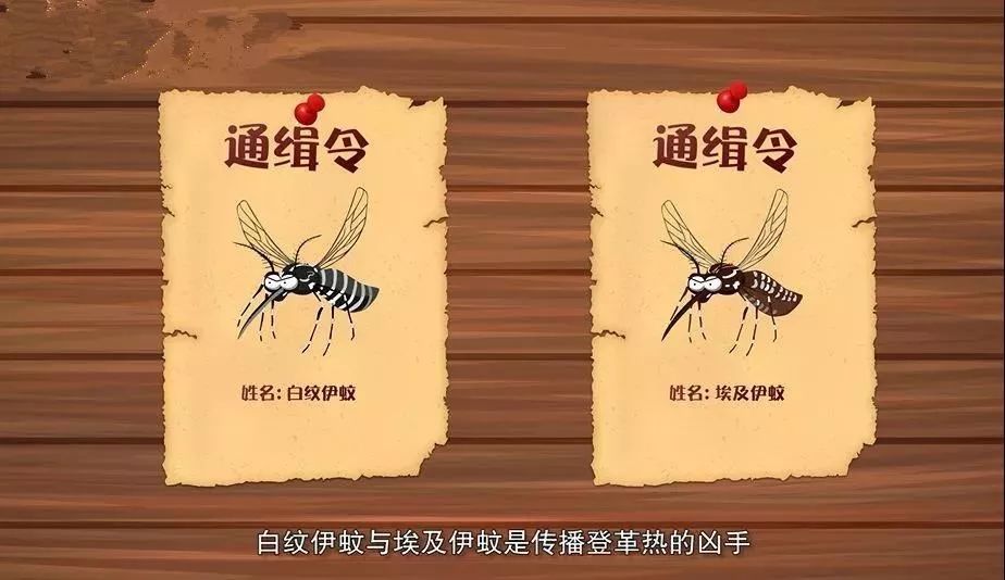 登革热进入高发期应如何预防,如何预防登革热疾控专家来支招