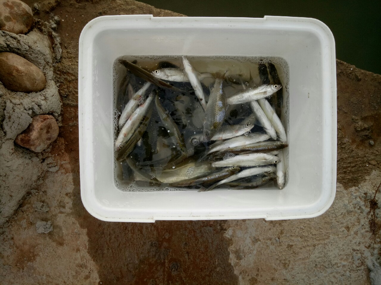 钓鱼人818攻略,钓鱼人开饵料