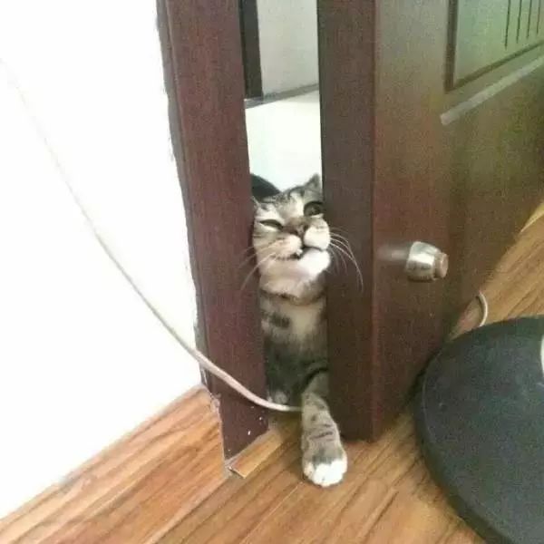 千万别养猫,来自万千网友的血泪控诉