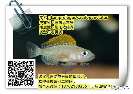 没有过滤的造景缸,没有造景的鱼缸好看吗