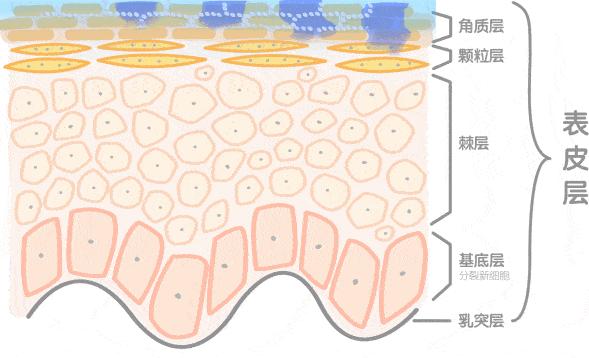 痘痘闭口里面有油脂,鼻子上的痘痘是青春痘还是粉刺