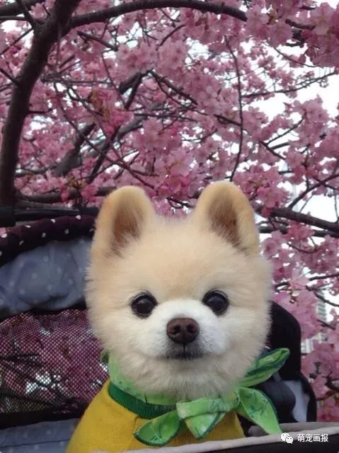 博美犬俊介君,日本博美犬俊介君