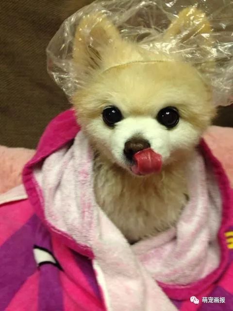 博美犬俊介君,日本博美犬俊介君