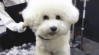 在网上爆火的一只狗,火爆全网的外国狗子