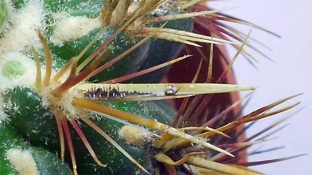 迷你小油画风景,小乾坤迷你世界