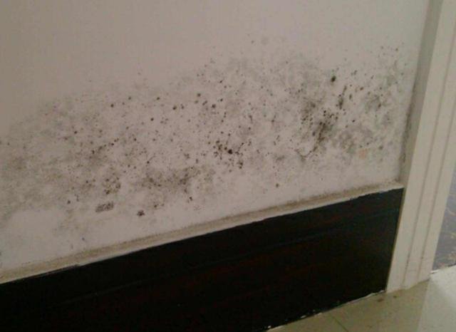 墙顶发霉要重新刷漆多久能入住,墙壁发霉掉漆怎么办