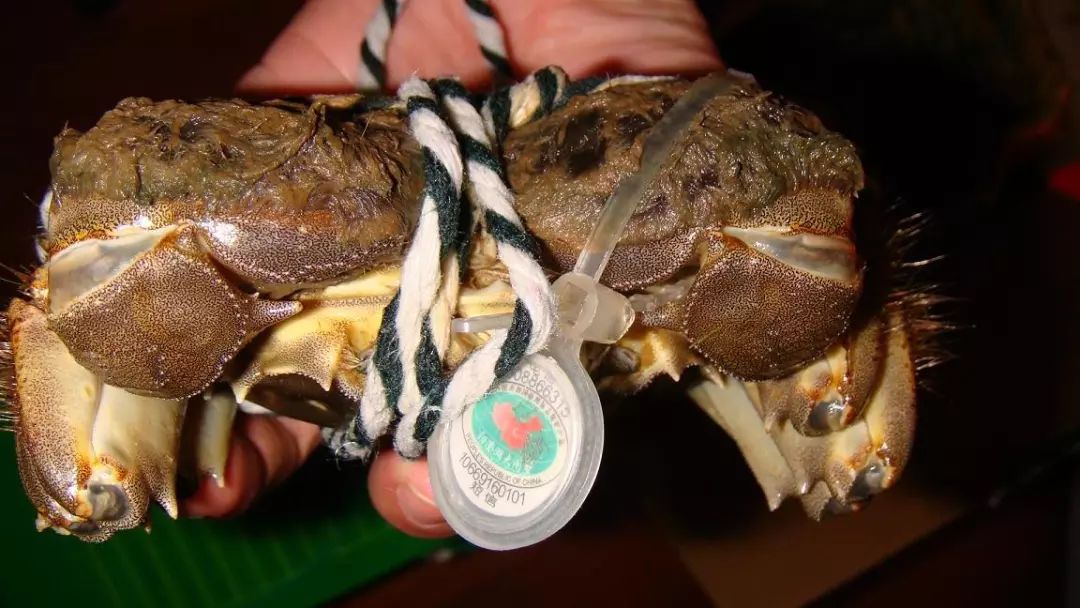 阳澄湖大闸蟹大部分是洗澡蟹吗,阳澄湖大闸蟹洗澡