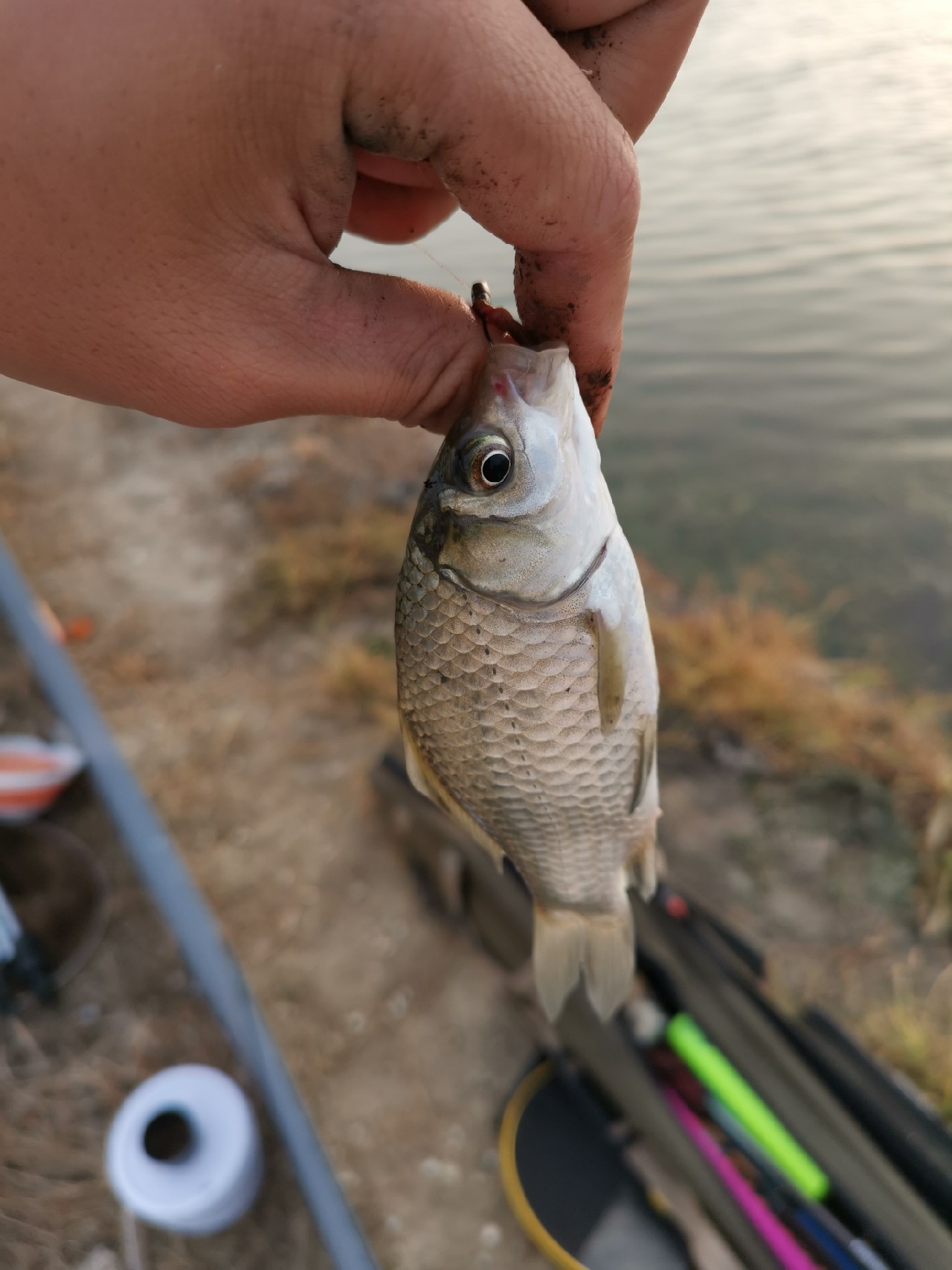 野河大板鲫钓着过瘾还好吃,野河大板鲫喜欢吃什么样的饵料