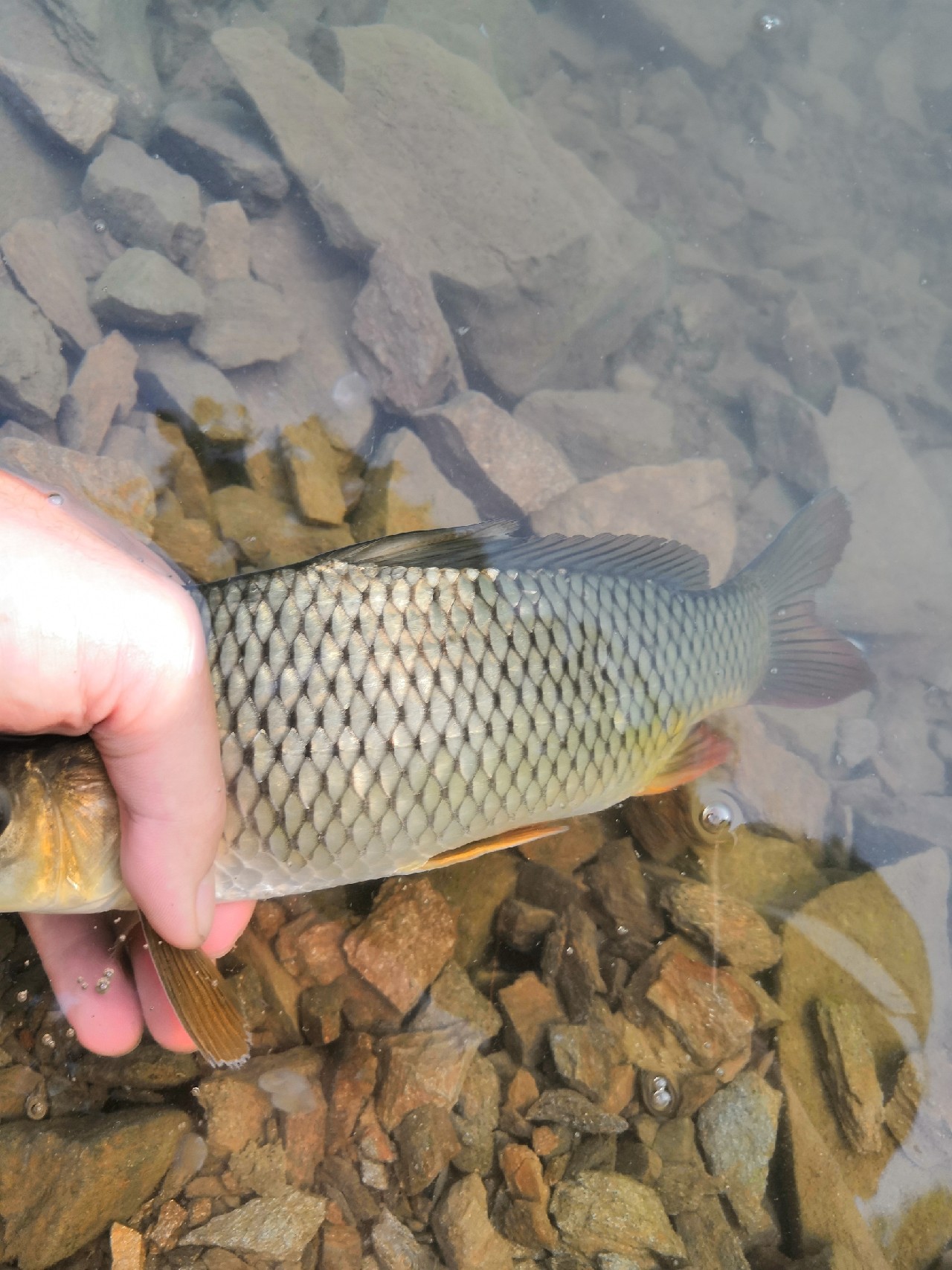 花钱钓鱼鱼可以拿回去吗,钓鱼珍惜资源才是王道