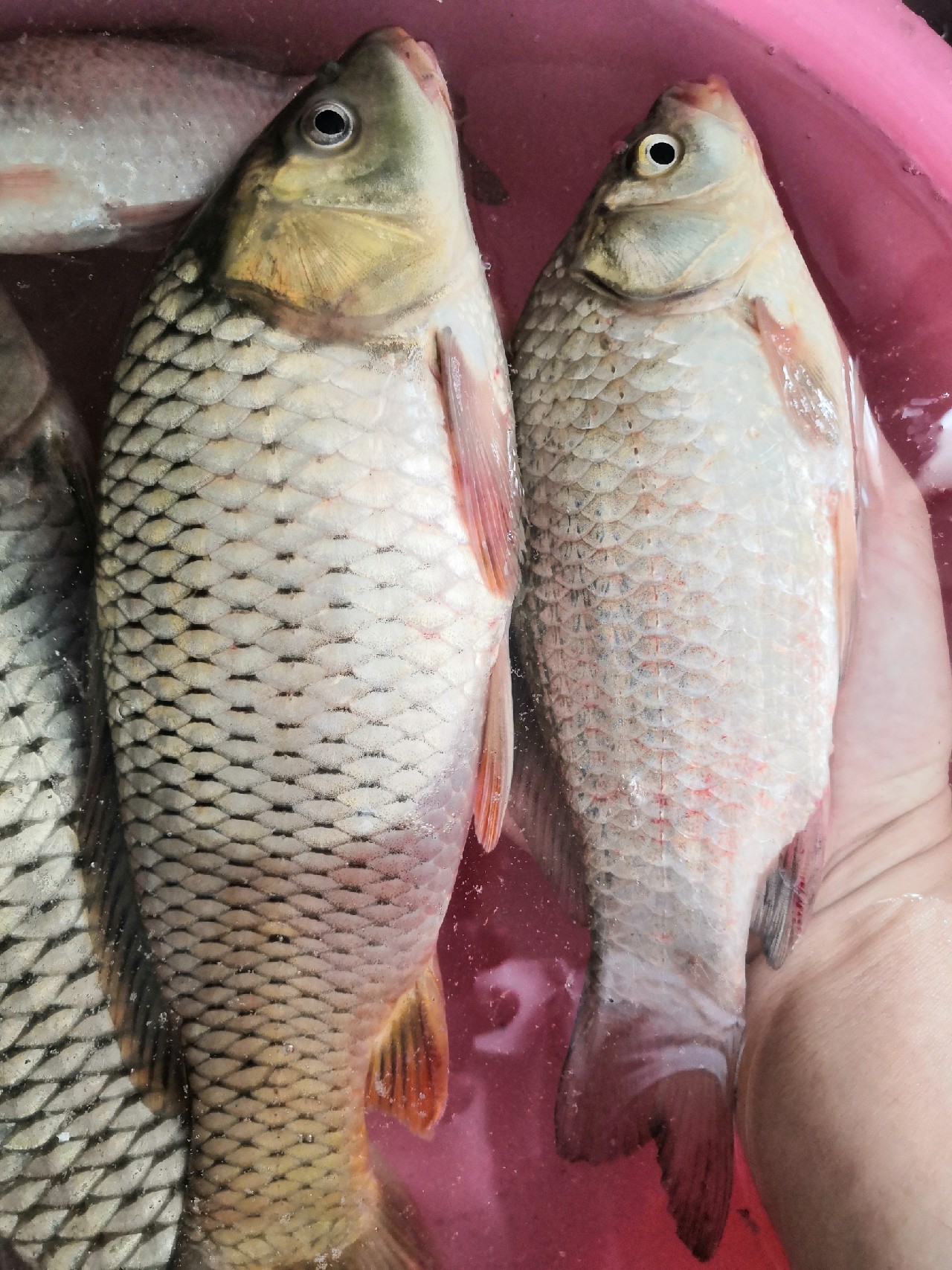 花钱钓鱼鱼可以拿回去吗,钓鱼珍惜资源才是王道