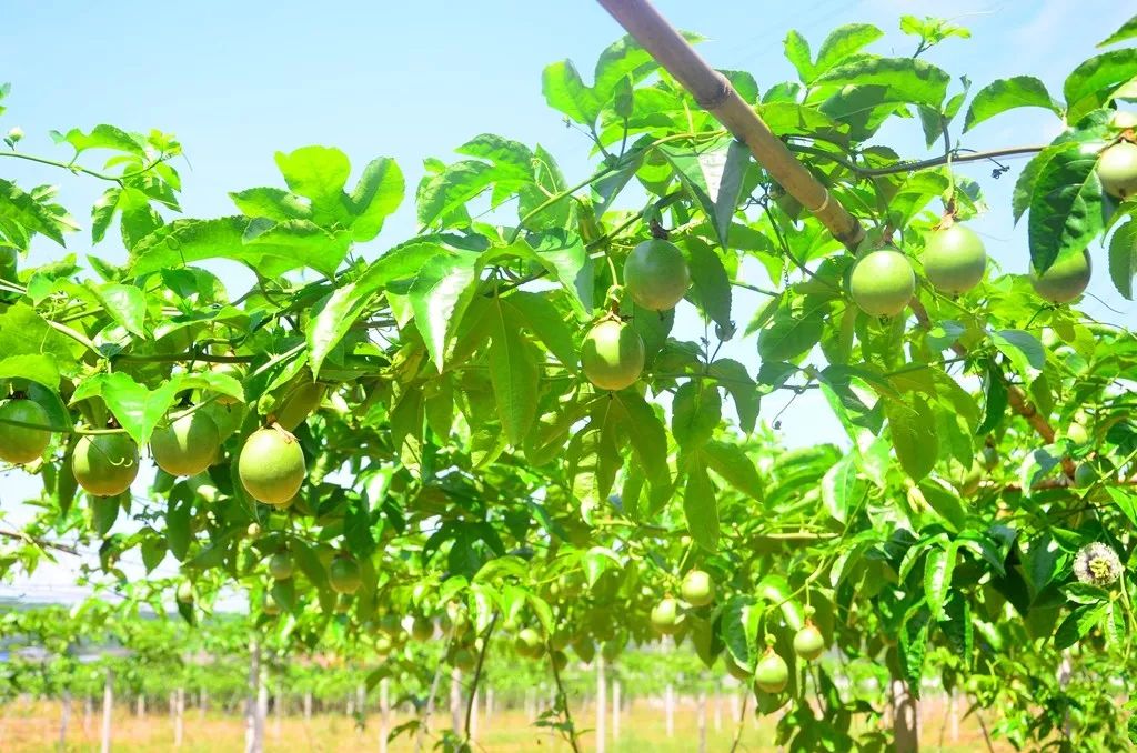 丹棱新水果,2022年新水果品种百香果