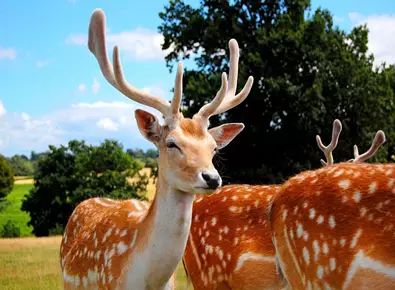 平湖免费景点推荐一下,平湖周边最近的动物园