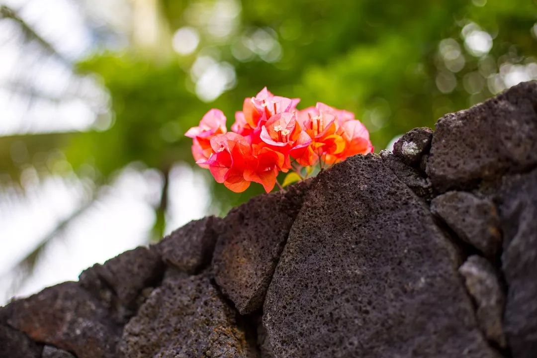 毛里求斯的基础知识,毛里求斯的十个秘密