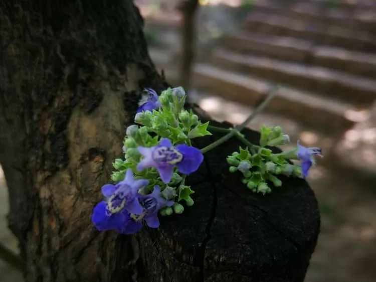 负荆请罪中的荆条,负荆请罪里的荆条