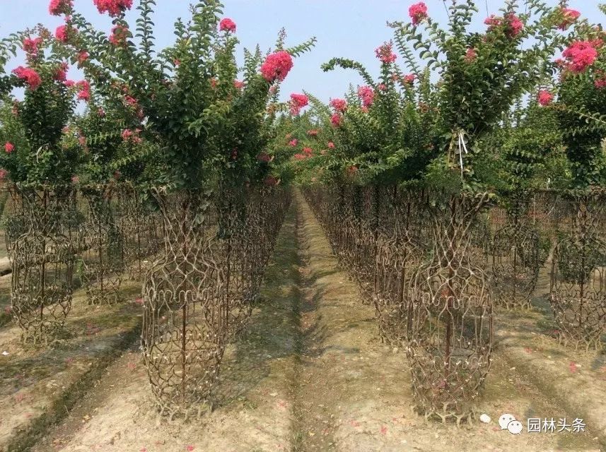 最适合做造型苗的10大树种