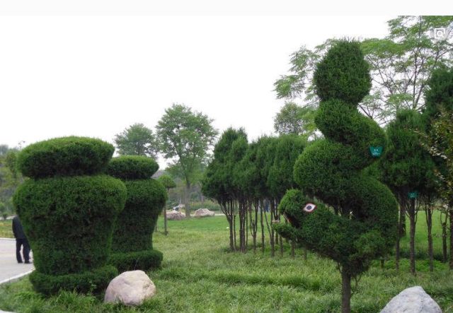 最适合做造型苗的10大树种