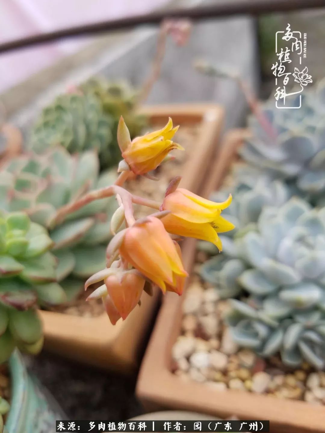 多肉粉色仙人球开花图片,开花最好看的多肉仙人球