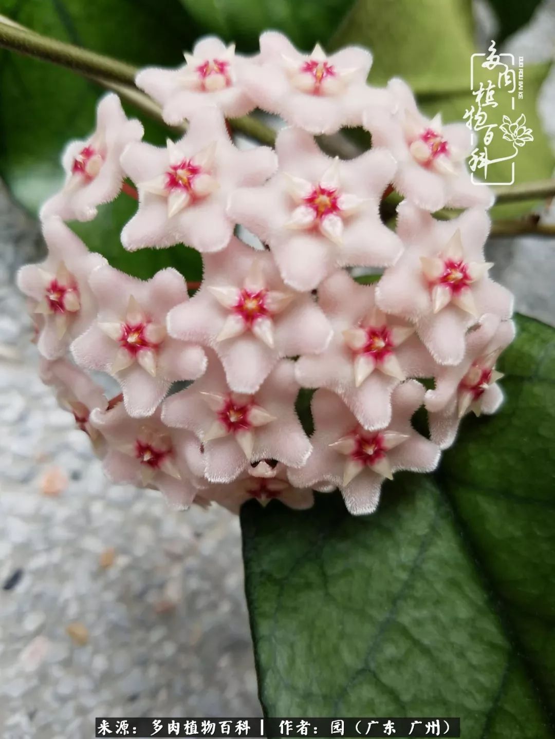 多肉粉色仙人球开花图片,开花最好看的多肉仙人球