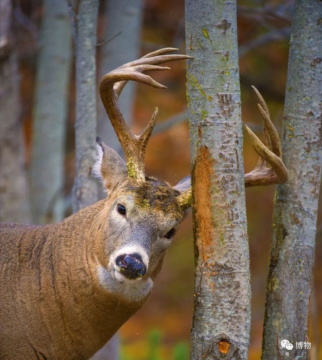 鹿角没有脱落之前有什么反应呢,鹿角自然脱落有血要处理吗