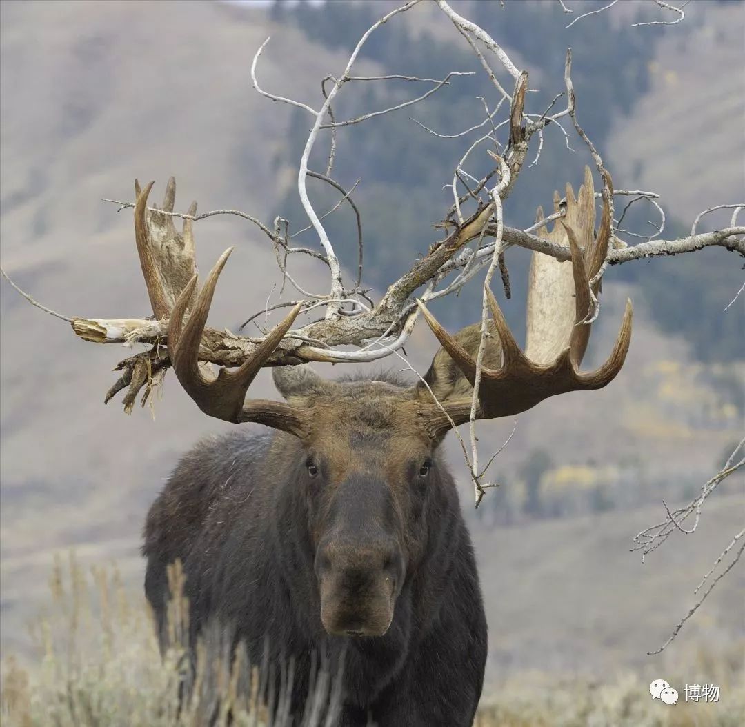 鹿角没有脱落之前有什么反应呢,鹿角自然脱落有血要处理吗