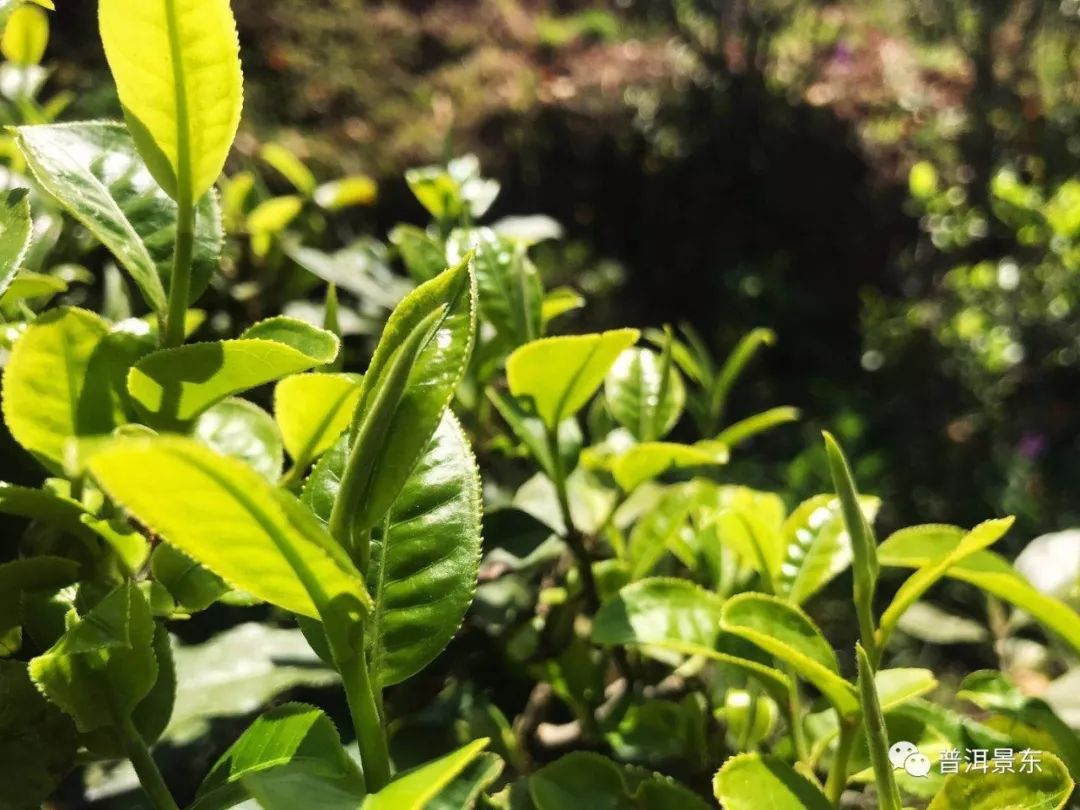 景福镇岔河村,美丽乡村岔河村