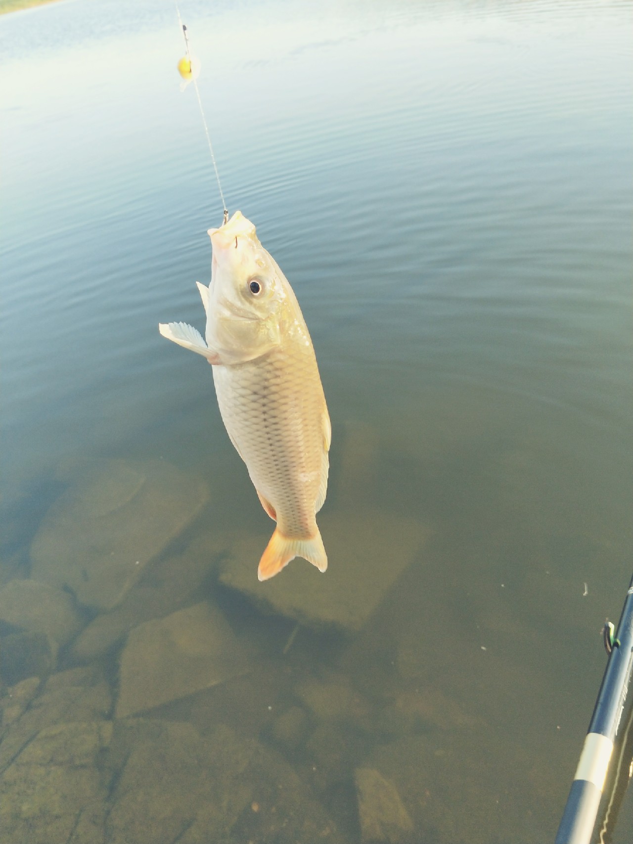 封竿一年后,封竿期钓鱼