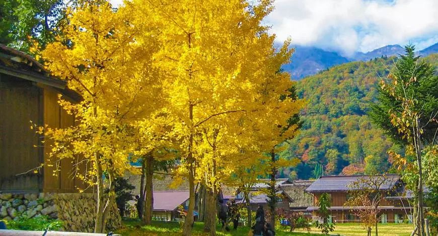 日本银杏叶保存,2019日本赏银杏