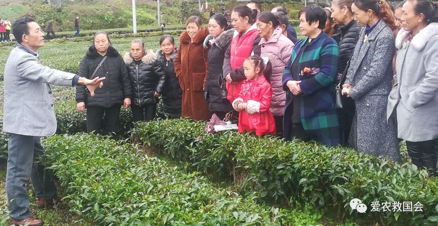 茶树开花太多怎么处理,茶树开花什么原因